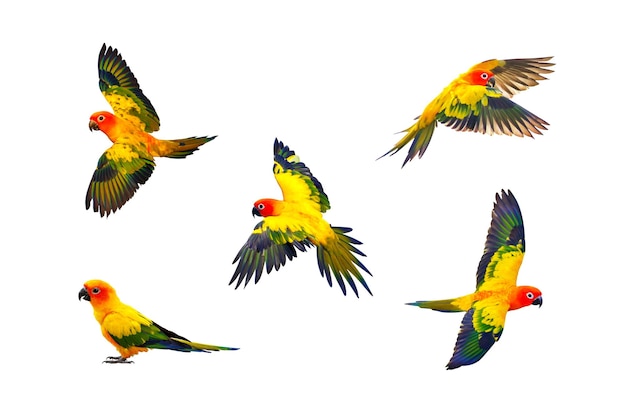 Set of Sun conure flying isolated on white background