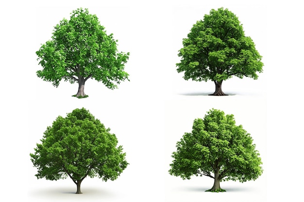 Set of Tree on white background