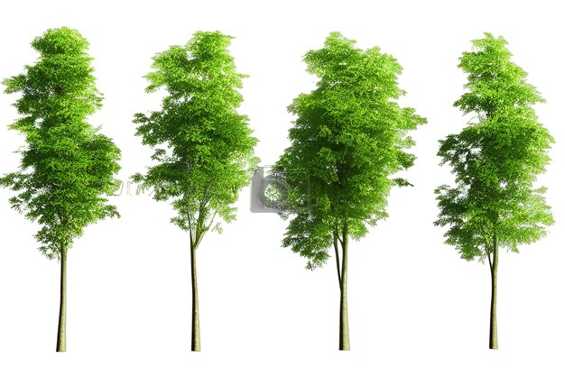 Photo set of trees isolated on white background collection of trees vector illustration