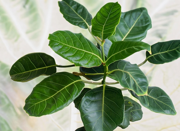 Set trees that decorate the room Pot fake plant isolated on white