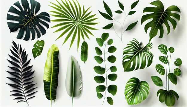 Photo set tropical leaves on solid white background