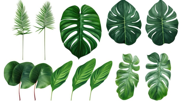 A set of tropical leaves on a white background