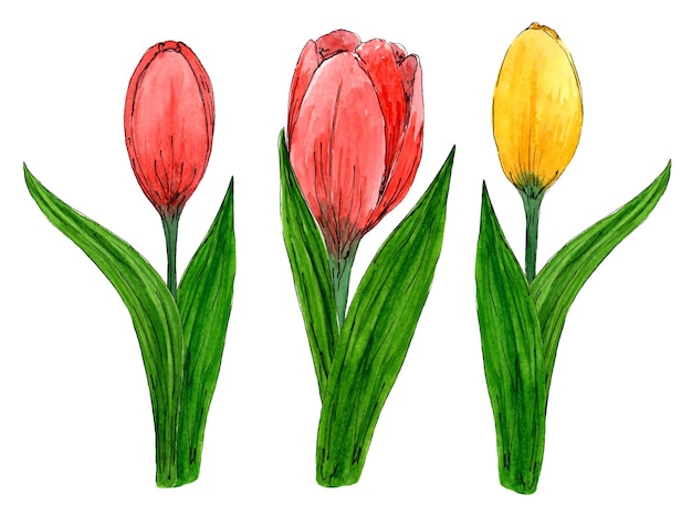 Impostare tulipani illustrazione di fiori primaverili elementi floreali illustrazione disegnata a mano acquerello botanico isolato su sfondo bianco modello per carte floreali di primavera e pasqua