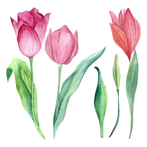 A set of tulips painted in watercolor