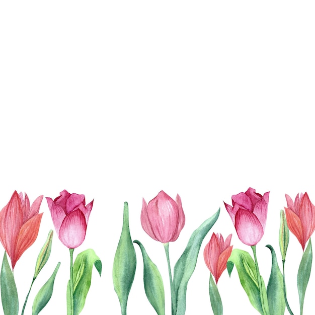 Photo a set of tulips painted in watercolor