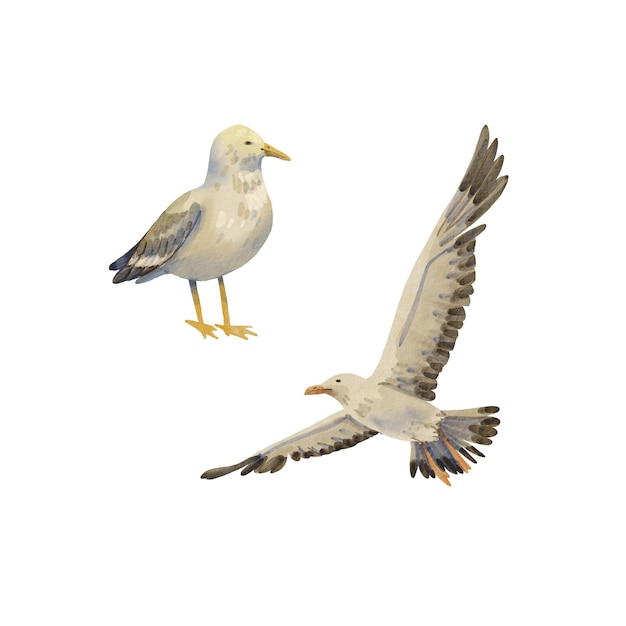 A set of two white gulls Watercolor illustration of seabirds Collection Island Albatross in the sky A flying bird big and gray Cartoon style Summer motif Suitable for postcards pack design