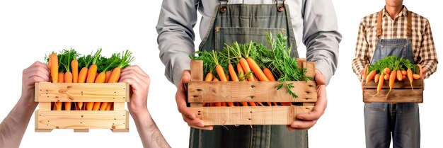 Set van boeren in een schort met verse wortels op een witte of doorzichtige achtergrond
