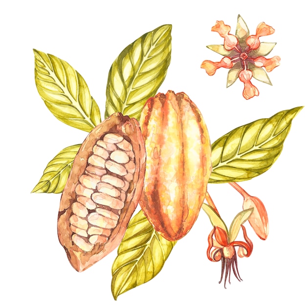 Set van botanische illustratie. Aquarel cacao fruitcollectie kijken naar planken Hand getrokken exotische cacao planten