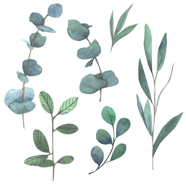 Set van botanische illustraties eucalyptus takken geïsoleerd op een witte achtergrond