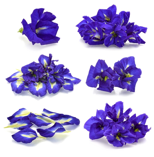 Set van Butterfly Pea geïsoleerd op een witte achtergrond