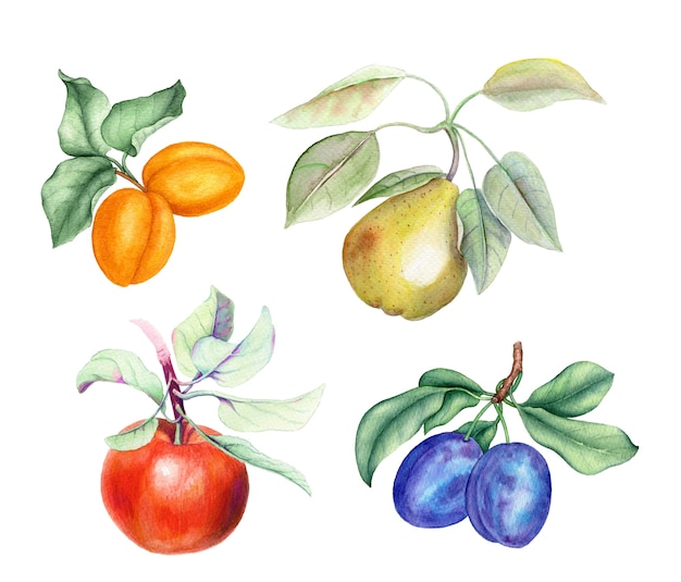 Foto set van fruit: abrikoos, peer, appel en pruim takken aquarel illustratie