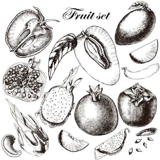 Set van fruit Tekening uit de vrije hand Vector