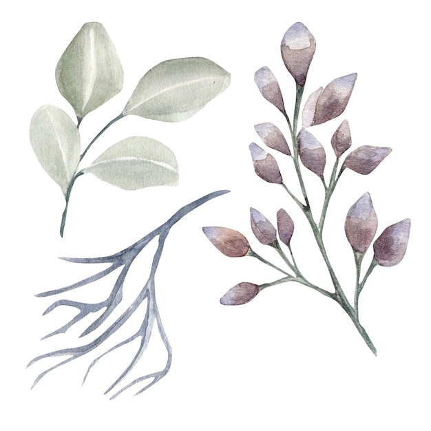 Foto set van gedroogde bloem eucalyptus aquarel illustratie geïsoleerd op wit