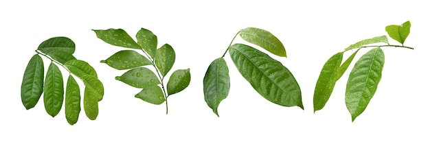 Set van groene bladeren en tropische plant bladeren op een witte achtergrond voor Flat layd