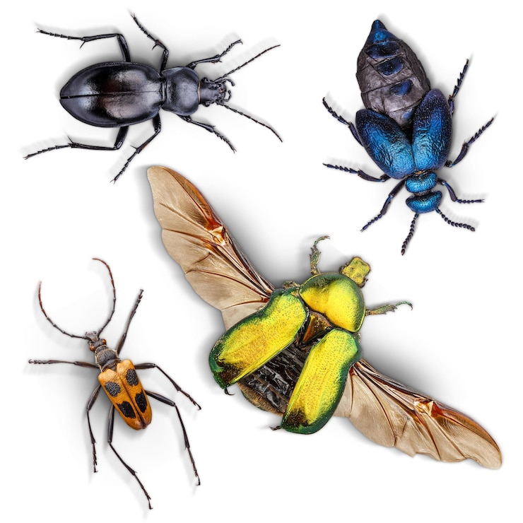 Foto set van insecten