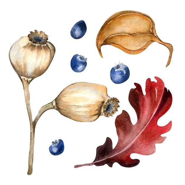 Set van kleurrijke herfst planten en bessen aquarel illustratie geïsoleerd op wit