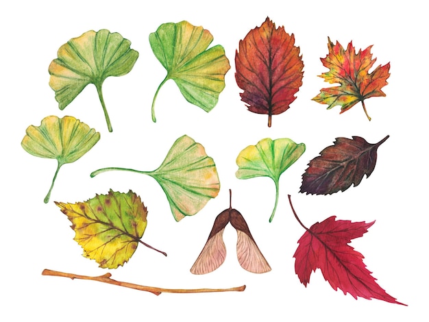 Set van kleurrijke herfstbladeren Aquarel illustratie