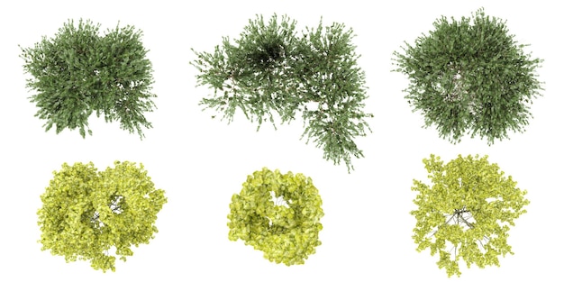 set van Laburnum anagyroidesRhus typhinaQuercus robur Concordia bomen weergegeven van bovenaf 3D-illustratie voor digitale compositie illustratie 2D-plannen architectuur visualisatie