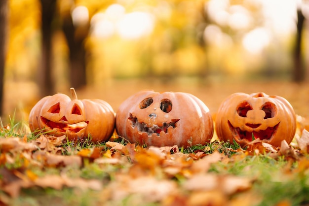 Set van sinistere pompoenen liggend op het gazon met gevallen bladeren Gesneden pompoenen voor Halloween feest