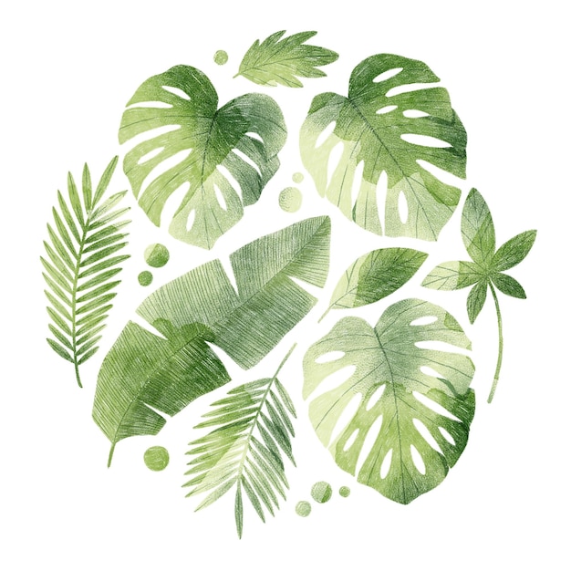 Set van tropische bladeren monstera bladeren bananenblad palmboom tak botanische illustratie