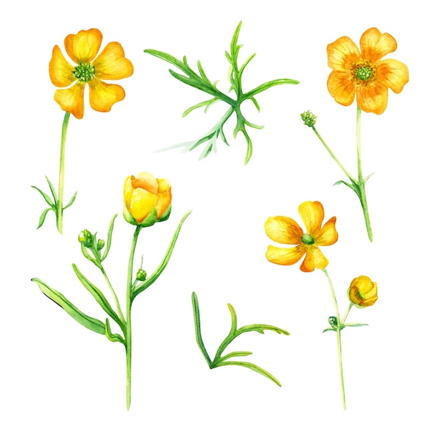 Set van wilde bloem buttercup bloeit en laat aquarel illustratie geïsoleerd op wit