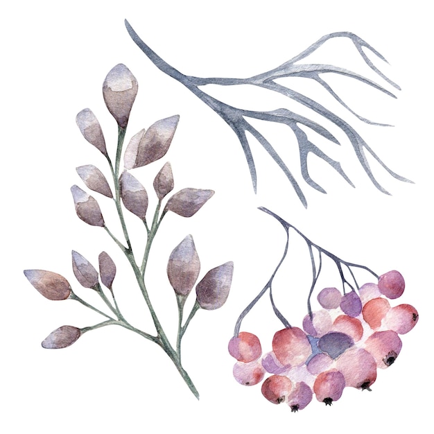 Set van winter planten aquarel illustratie geïsoleerd op een witte achtergrond