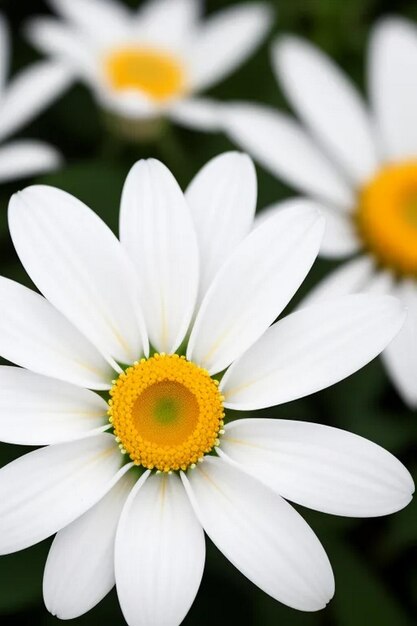 Set van witte orchidee bloemen tak met verse groene tropische bladeren en elementen geïsoleerd op doorzichtige achtergrond