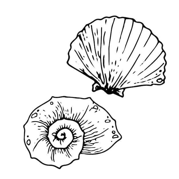 Set van zeeschelpen Vector handgetekende illustratie van een zeeschel op een geïsoleerde achtergrond in omtrekstijl Zeeschel gravering getekend met zwarte inkt voor icoon of logo Lijnschets
