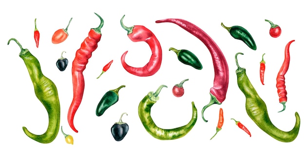 Set of various hot peppers watercolor illustration isolated on white