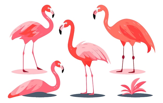 Set vector collection illustration of tropical pink flamingo isolated on white background