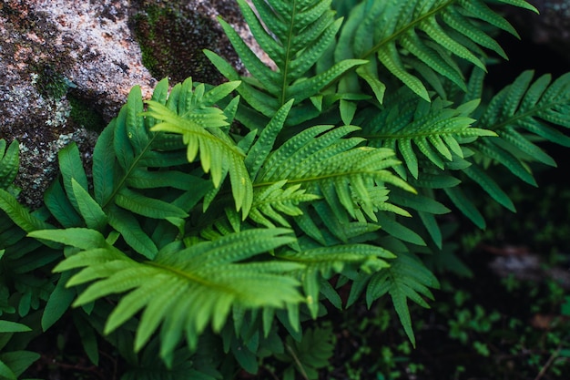 石の横に生えている鮮やかな色の野生植物のセット