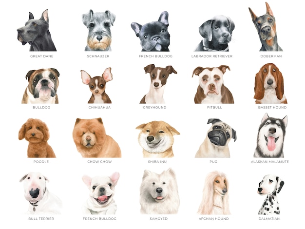 Set of watercolor dogs, 20 different breeds isolated