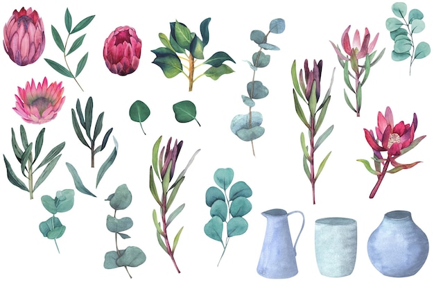 Set of watercolor elements for design of Magenta protea flowers and leaves without background