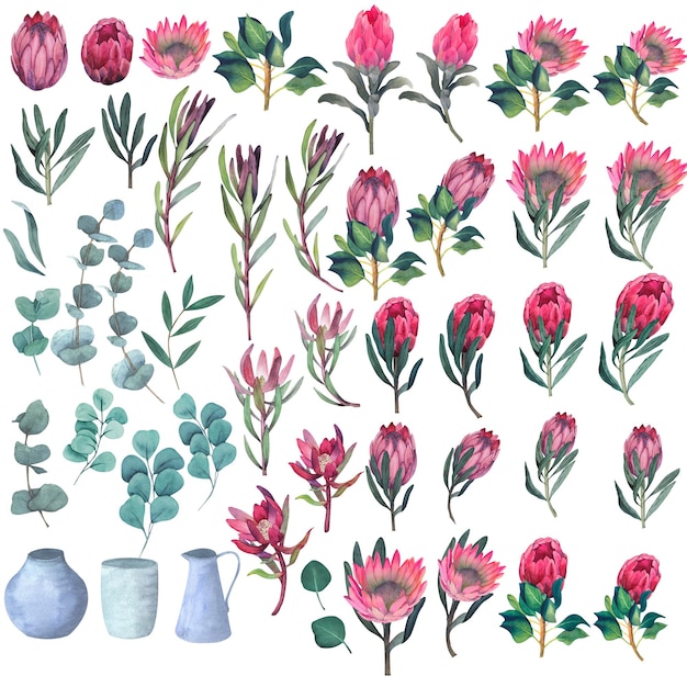 Set of watercolor elements for design of Magenta protea flowers and leaves without background