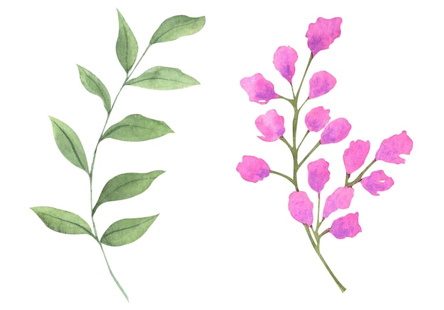 Set of watercolor flowers hand drawn botanical illustration of flowers and leaves in magenta color