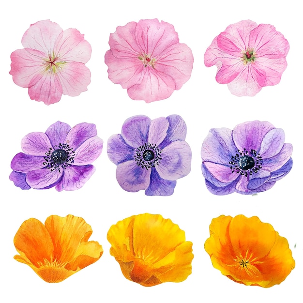 Set of watercolor garden flowers heads