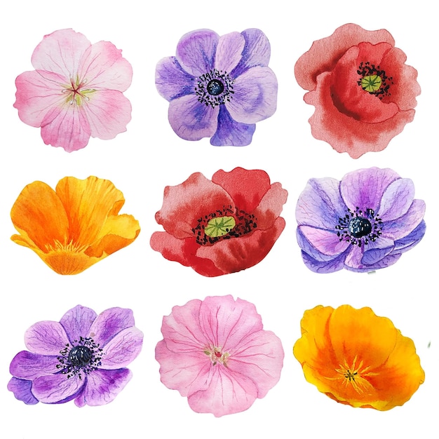 Set of watercolor garden flowers heads