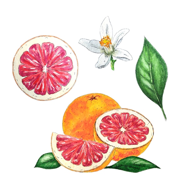 Photo set of watercolor grapefruit with leaves, slice and flowers. red watercolor orange