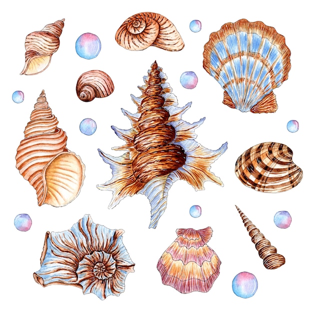 set of watercolor illustrations of beautiful seashells in beige and blue colors underwater world