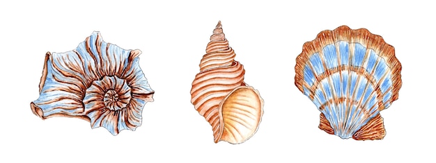 Foto serie di illustrazioni ad acquerello di bellissime conchiglie nei colori beige e blu mondo sottomarino