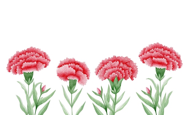 Set of watercolor illustrations of carnations