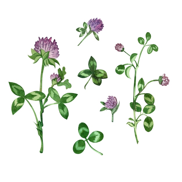 A set of watercolor illustrations of clover isolated from each other on a white background