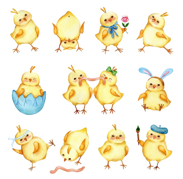 Photo set of watercolor illustrations of little cute yellow chickens a large collection of stickers