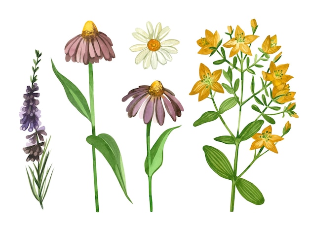 Set of watercolor illustrations meadow flowers and herbs echinacea hypericum heather chamomile hand