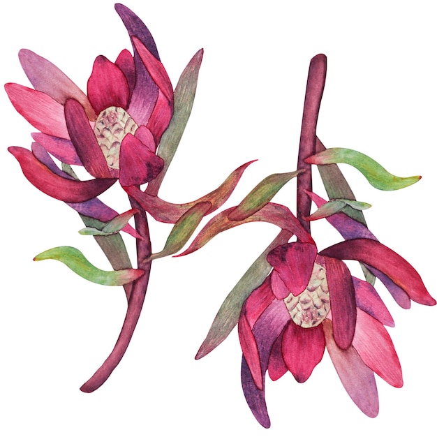 Set of watercolor illustrations of protea flowers and leaves without background