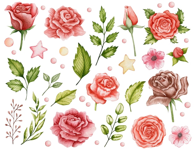 Photo set of watercolor illustrations of roses isolated on white background.