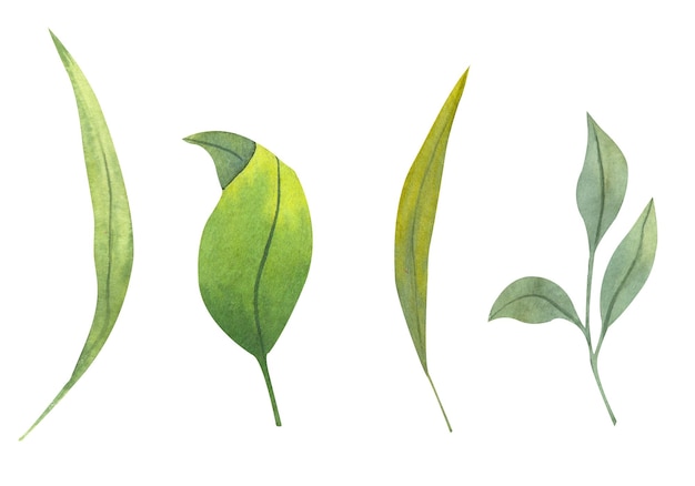 水彩葉のセット 手描きの緑の葉のボタニカル イラスト