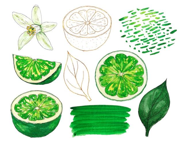 Set of watercolor lime with leaves, spot, drops and flowers. lime gold graphics. food illustration