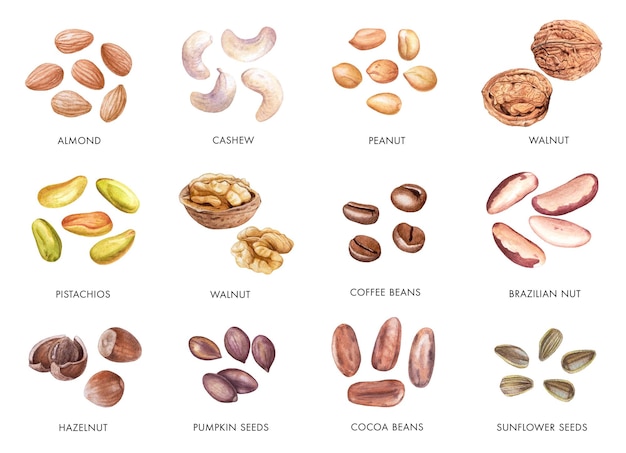 Set of watercolor nuts beans seeds isolated on white Cashew walnuts peanuts hazelnuts etc