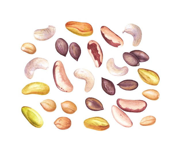 Set of watercolor nuts cashew pistachios pumpkin seeds peanuts brazil nuts on white